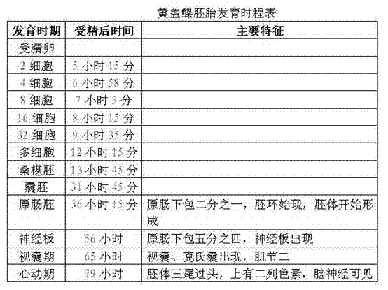 Limanda aspera offspring seed cultivating and breeding method