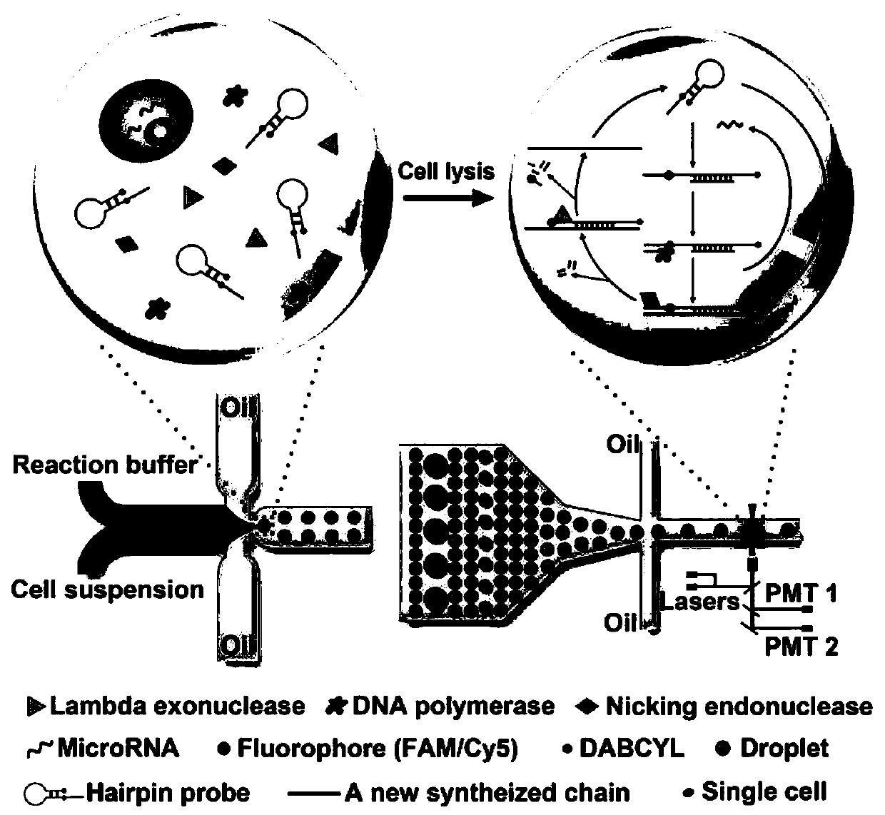 Highly-sensitive multicomponent simultaneous detection method and system of miRNAs in single cells on basis of droplet microfluidic technology