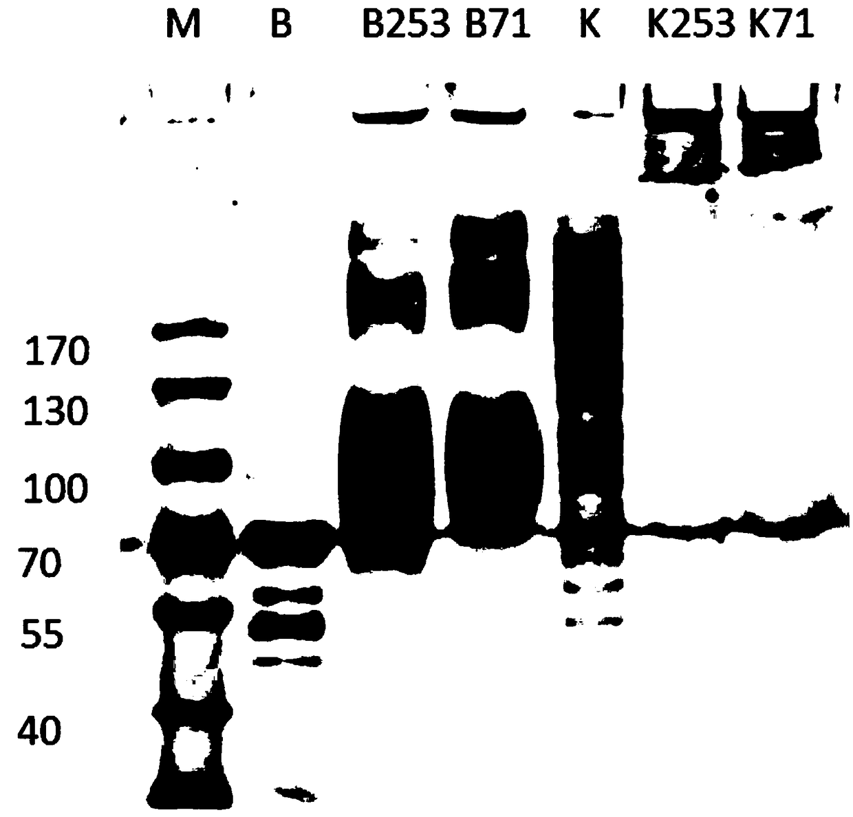 M8Sac71 antibody as well as preparation method and application thereof