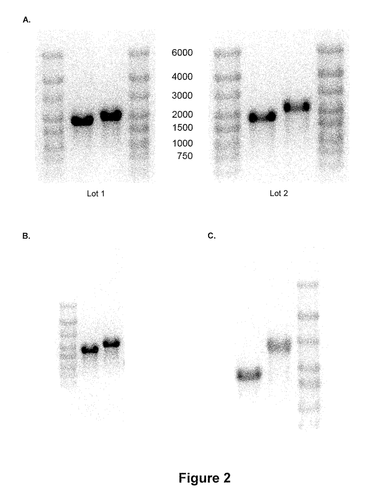 Artificial nucleic acid molecules for improved protein expression