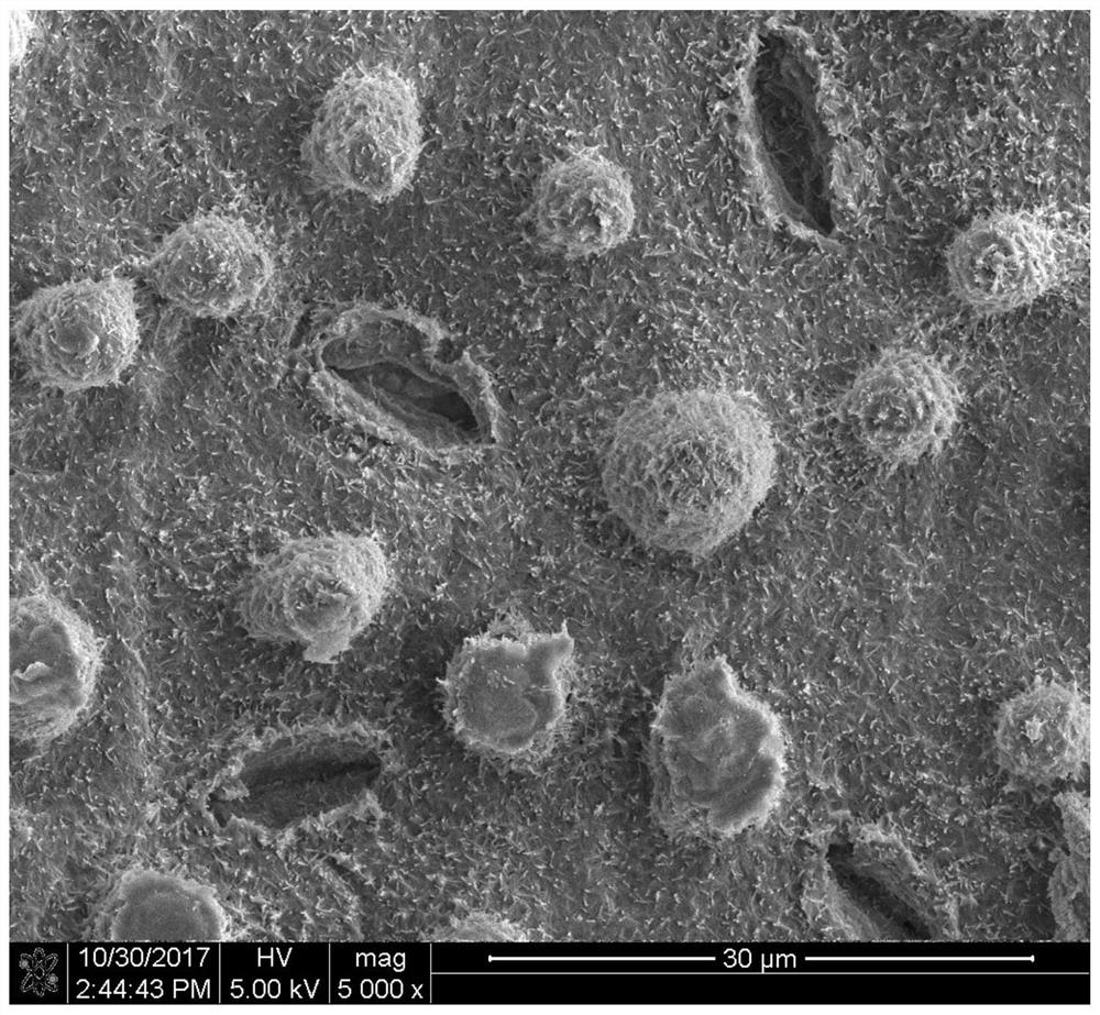 A kind of binary mesoporous-microporous hierarchical biochar based on lotus leaf and its preparation method and application