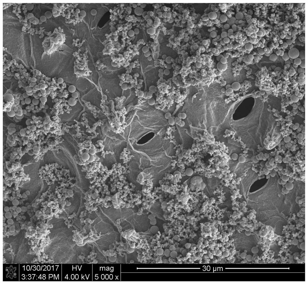 A kind of binary mesoporous-microporous hierarchical biochar based on lotus leaf and its preparation method and application