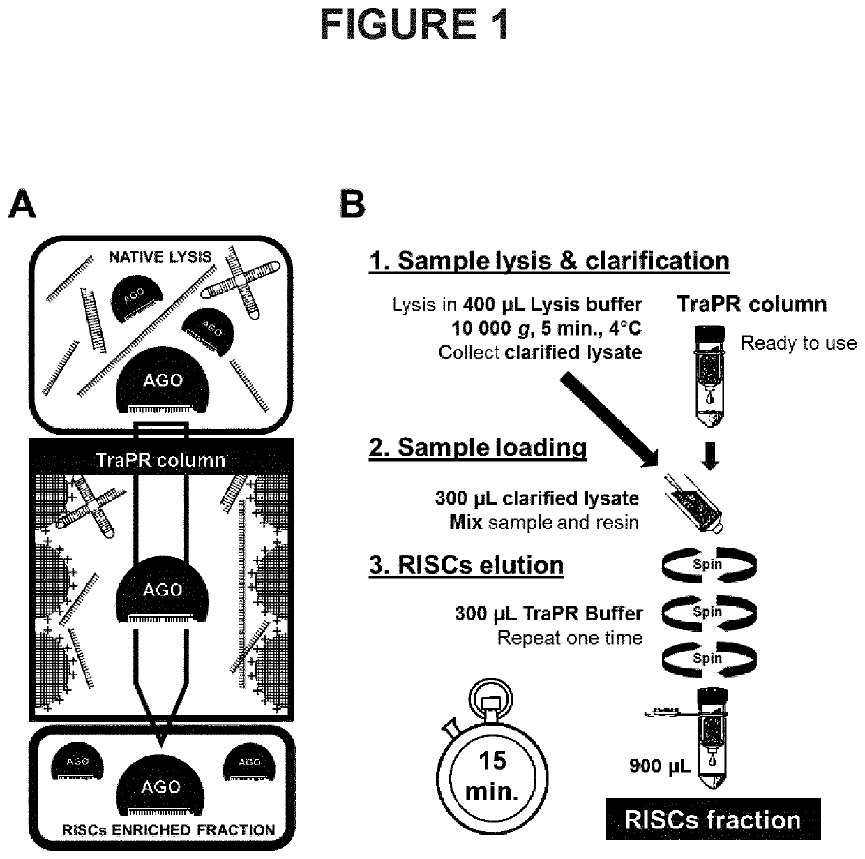 Method and kit for the purification of functional risc-associated small rnas