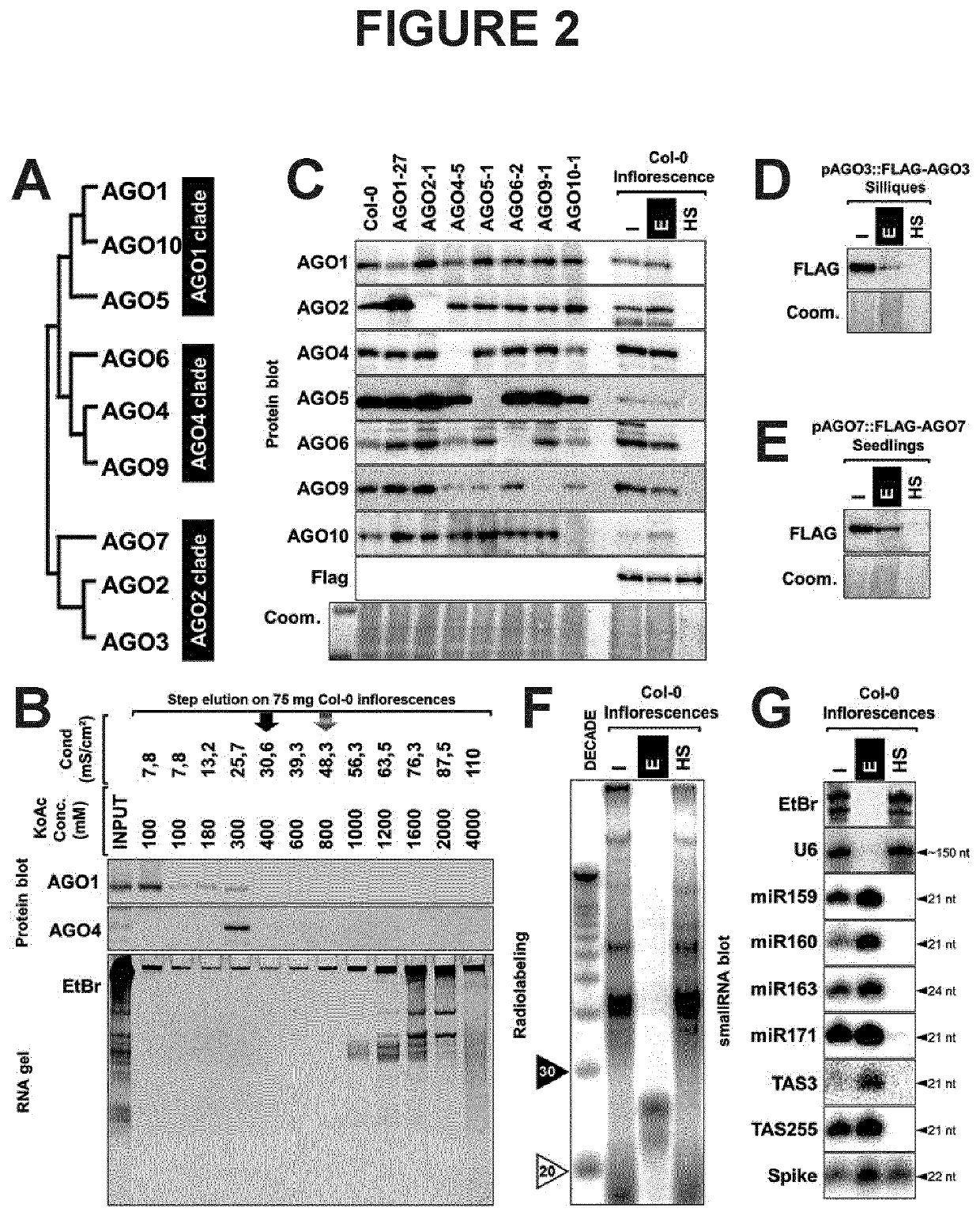 Method and kit for the purification of functional risc-associated small rnas