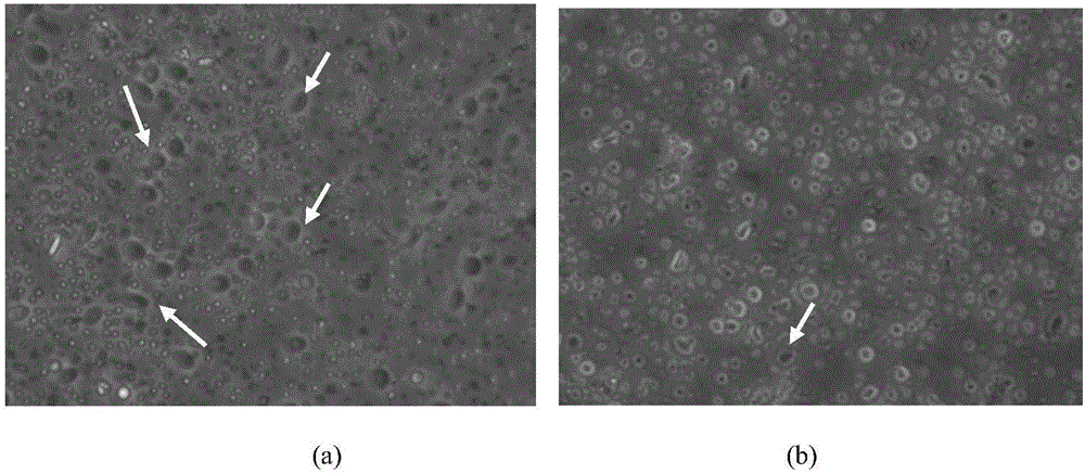 Method for characterizing microorganism phagocytosis function of macrophages of trachinotus ovatus