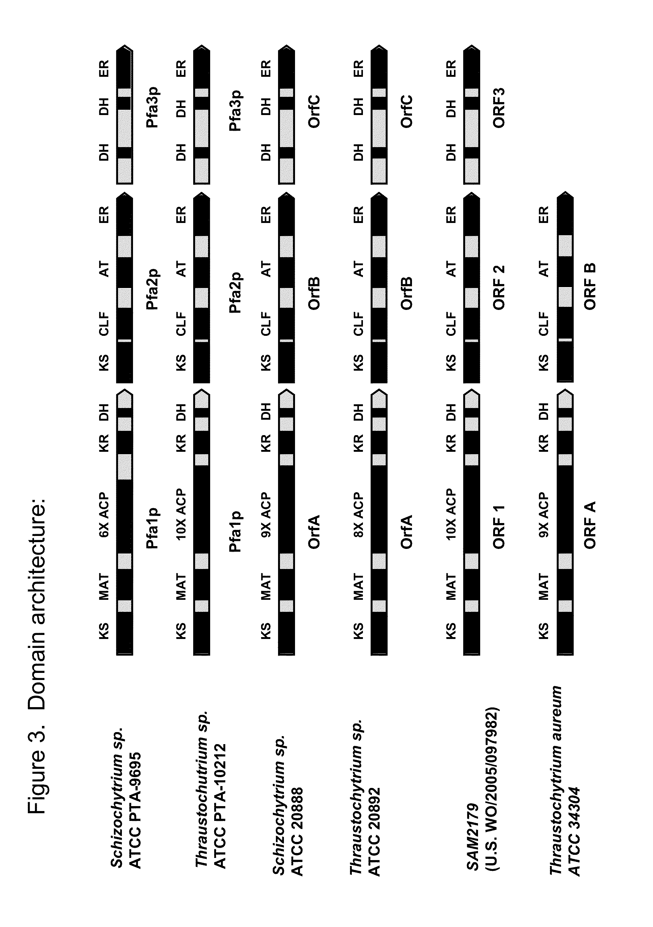 Polyunsaturated fatty acid synthase nucleic acid molecules and polypeptides, compositions, and methods of making and uses thereof