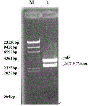 Pullulanase enzyme production gene, carrier containing same and application of carrier