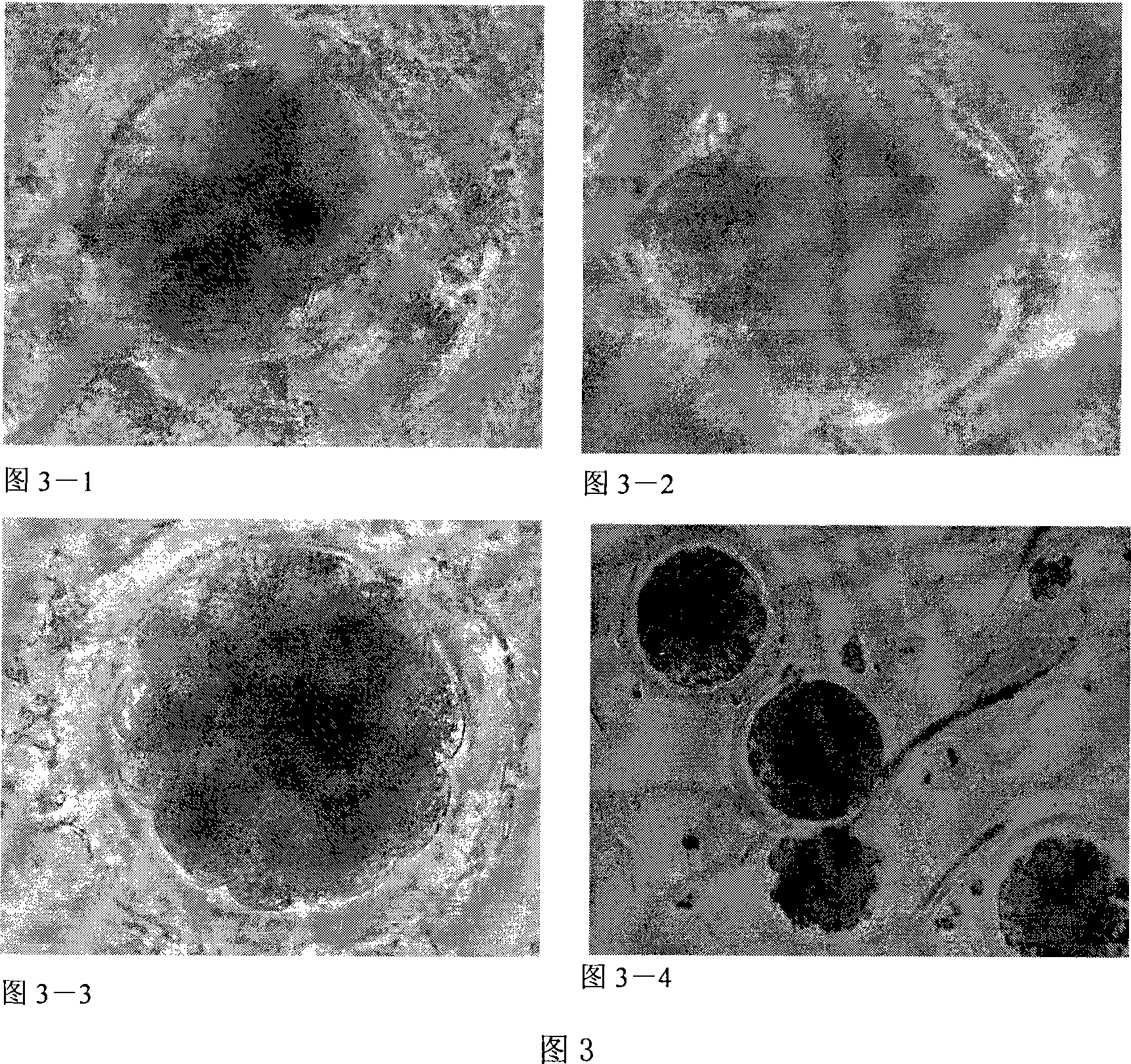 Tubule high-density type method for freezing pig jism and the products thereof