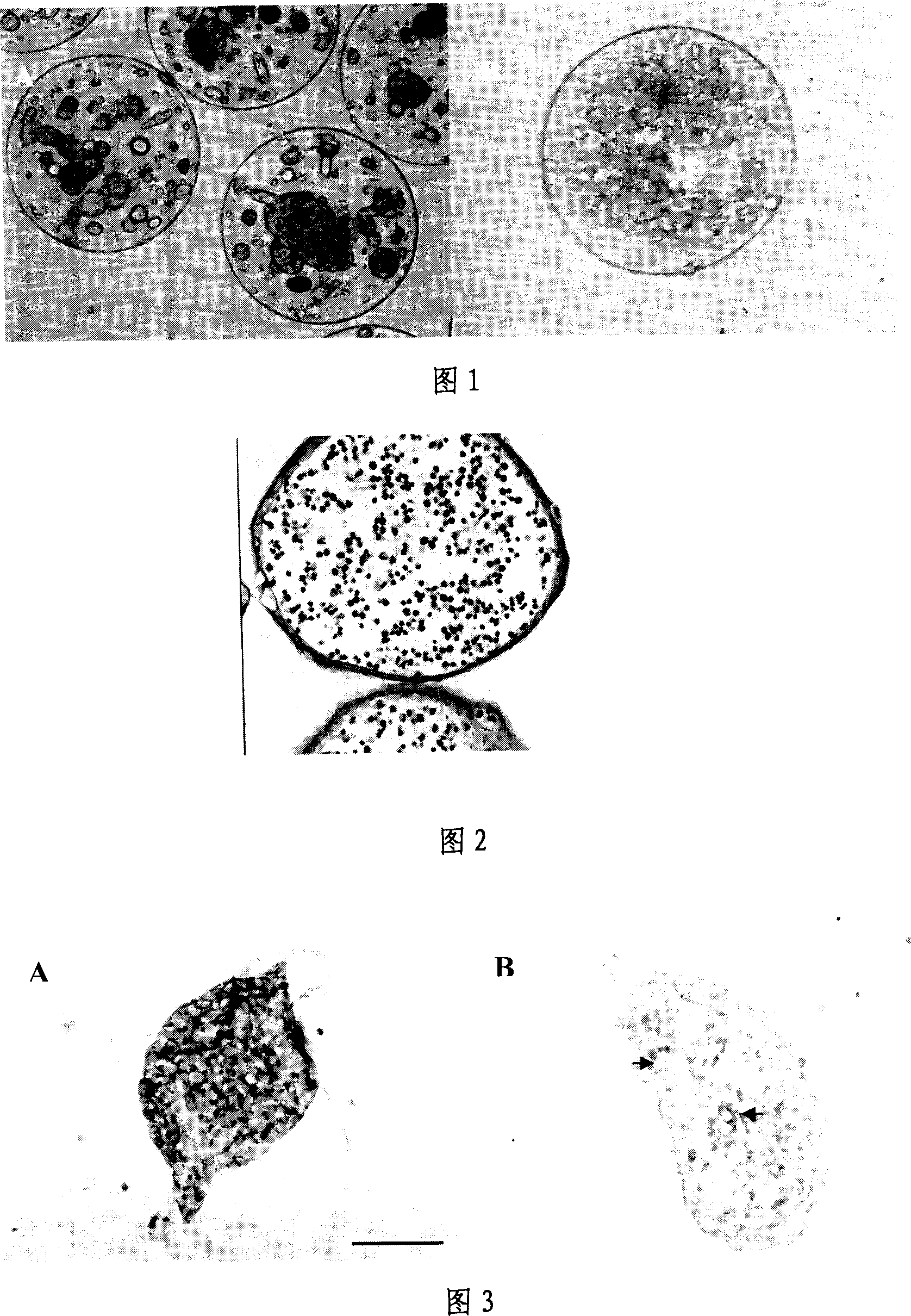 Method for realizing directional proliferation and differentiation of stem cell