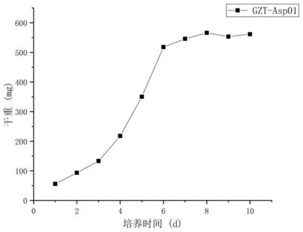 Aspergillus fumigatus strain and application thereof