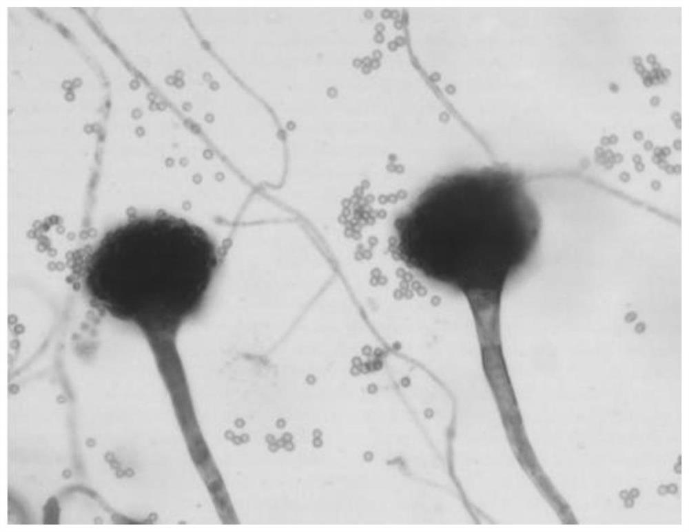 Aspergillus fumigatus strain and application thereof