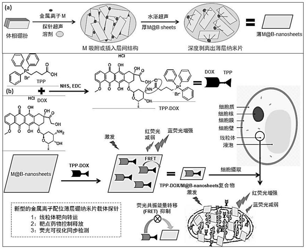 Preparation method of metal ion coordination thin-layer boron nanosheet carrier probe with targeting, drug release and detection functions