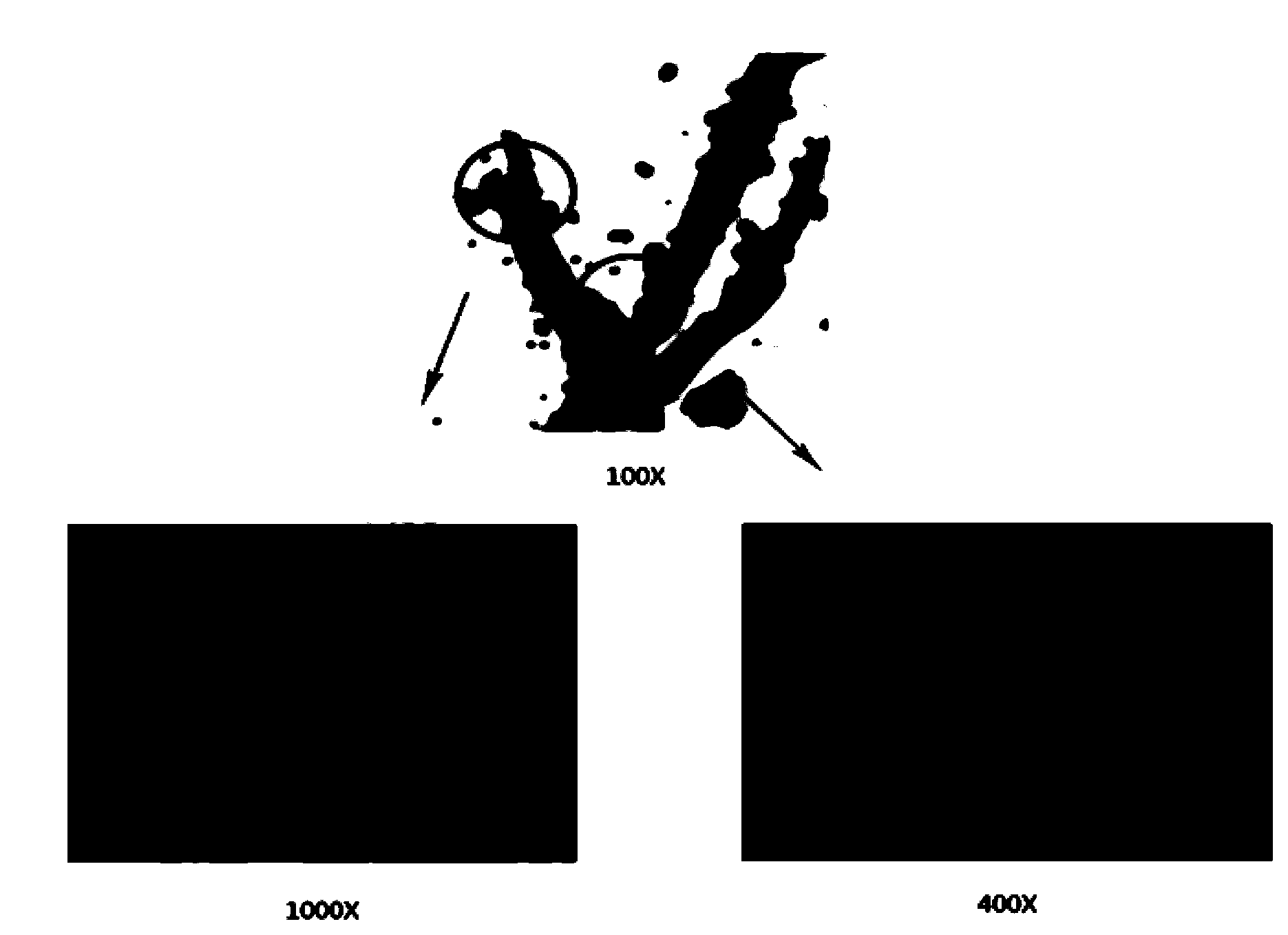 Lipase made of aspergillus niger strains, and producing method and utilization thereof