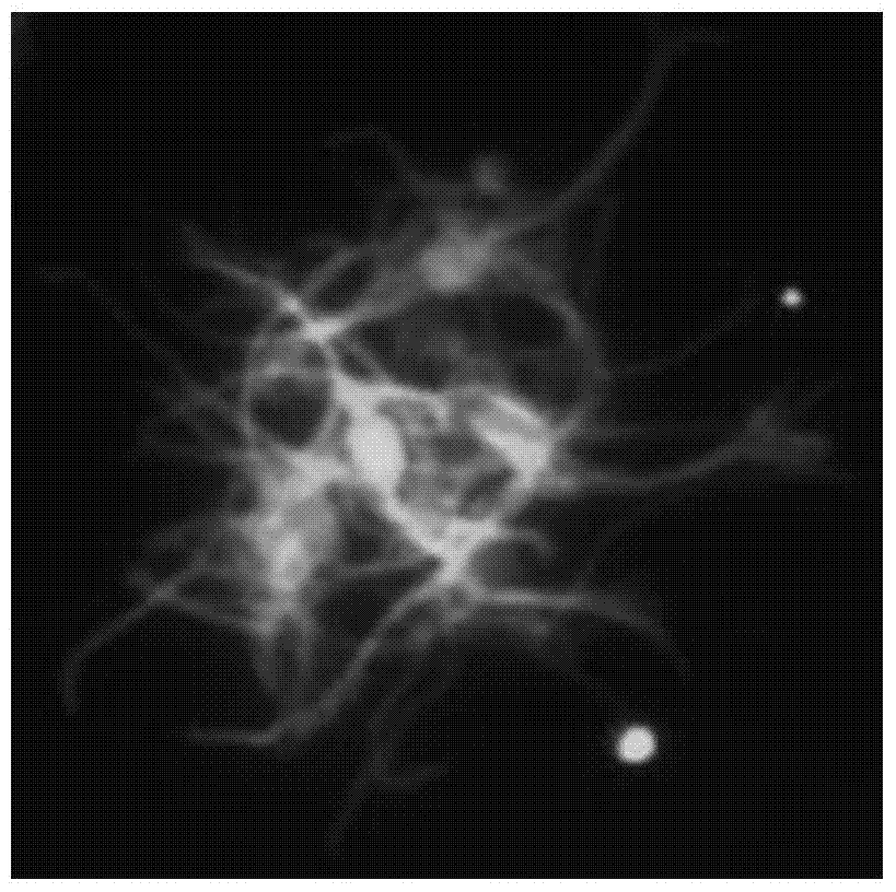 A kind of in vitro isolation and culture method and application of mammalian trigeminal ganglion cells