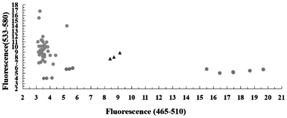 Functional KASP molecular marker of wheat powdery mildew resistance gene PmV and application thereof