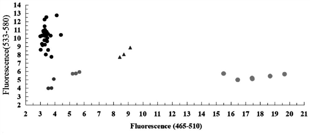 Functional KASP molecular marker of wheat powdery mildew resistance gene PmV and application thereof