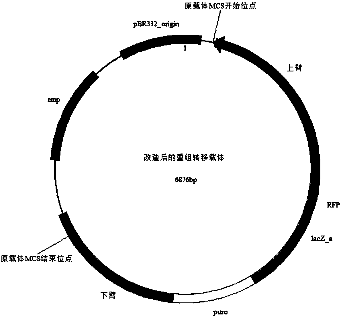 Infectious leenand kidney necrosis virus ORF022 gene deletion strain as well as preparation method and application thereof