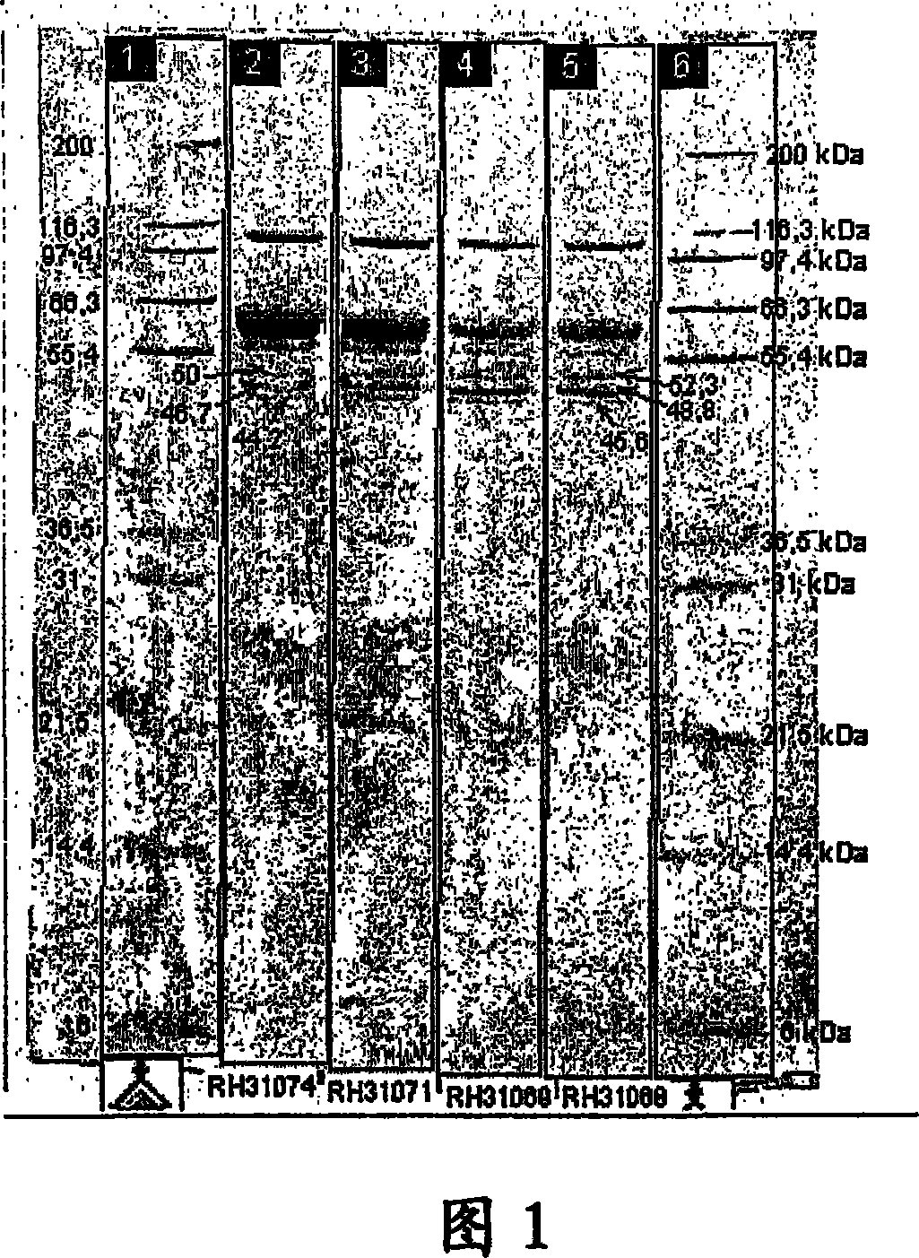 Polypeptide having a phytase activity and nucleotide sequence coding therefor