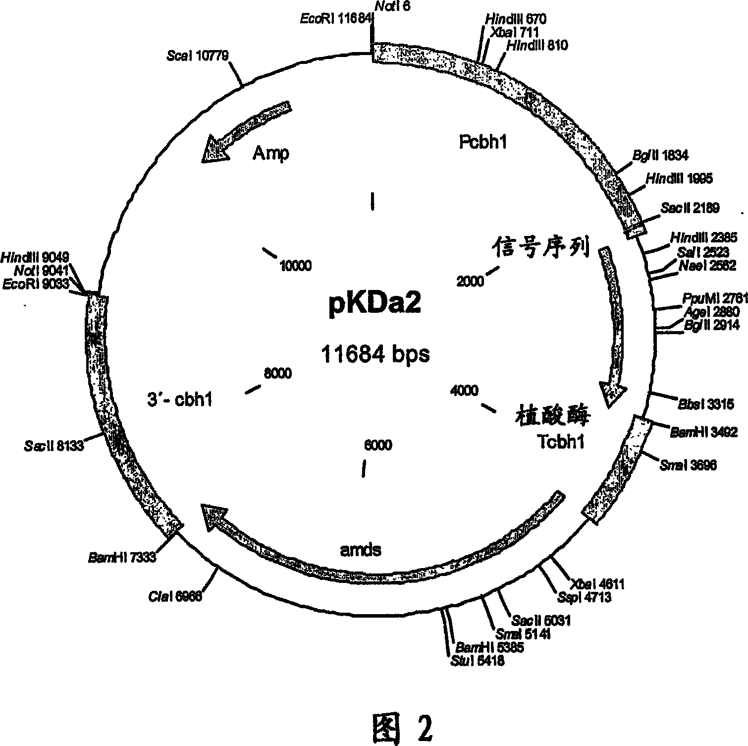 Polypeptide having a phytase activity and nucleotide sequence coding therefor