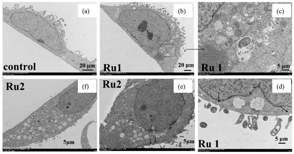 Ursolic acid piperazine dithioformic acid-pyridine ruthenium complexes as well as preparation method and application thereof