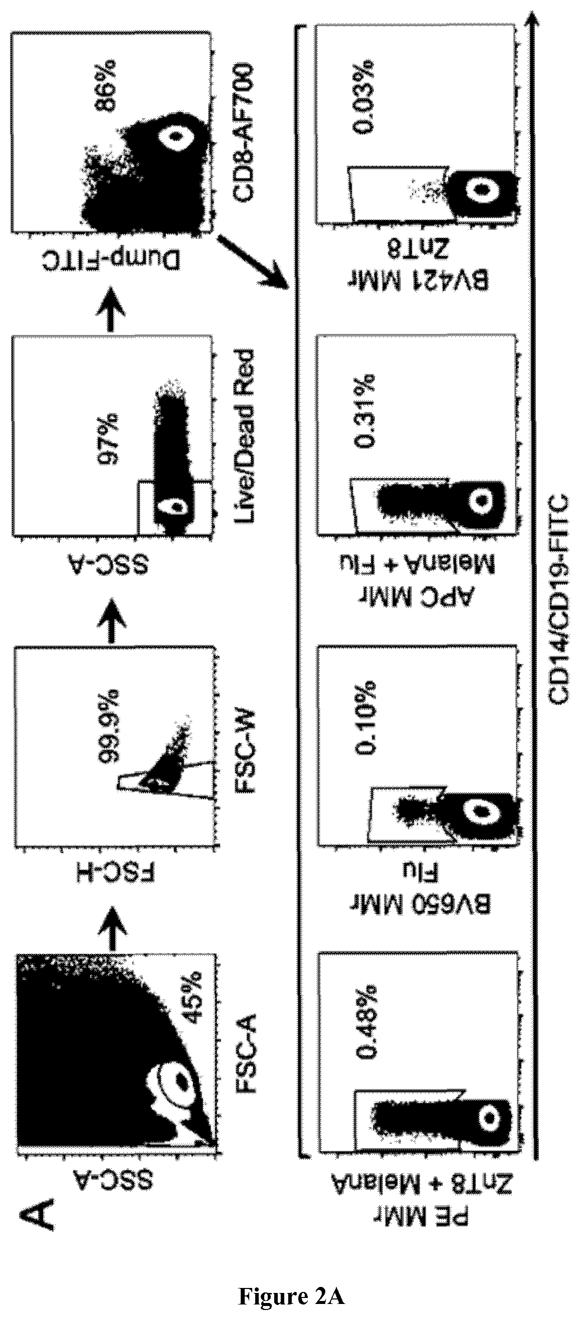 T cell receptors (TCR) and uses thereof for the diagnosis and treatment of diabetes