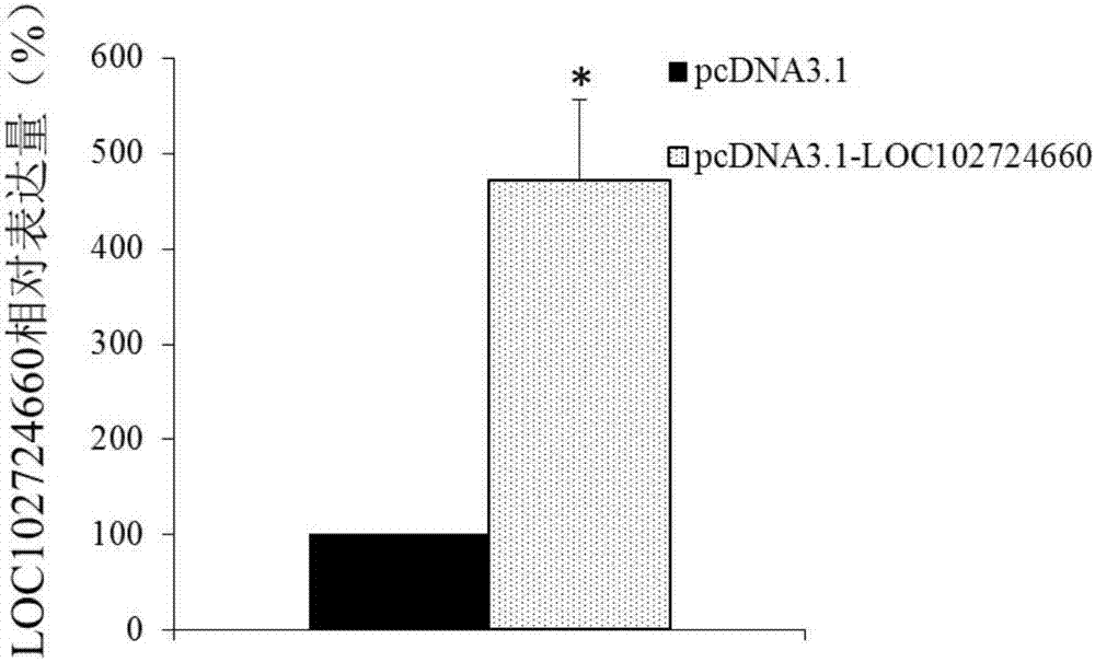 Long-chain non-coding RNA marker for diagnosing lung adenocarcinoma