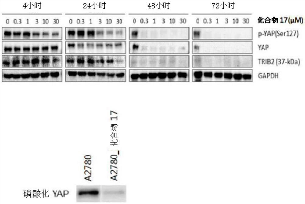 Novel indazole derivatives and uses thereof