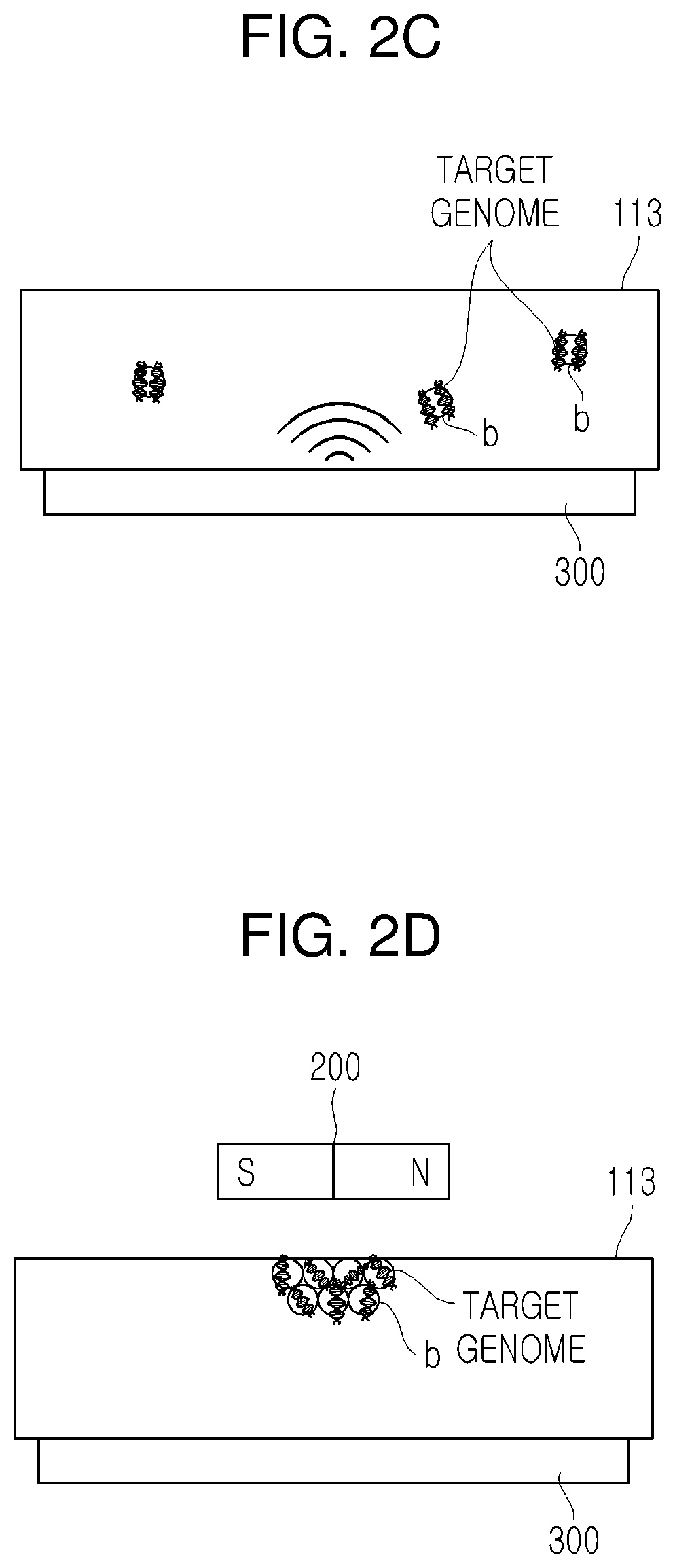 Apparatus and method for extracting genome using ultrasound transducer and magnetic bead