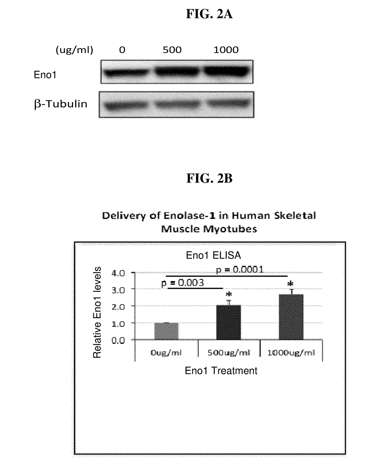 Enolase 1 (Eno1) compositions and uses thereof