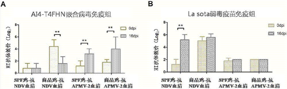 Chimeric Newcastle disease virus vaccine vector candidate strain capable of overcoming influence of maternal antibody of Newcastle disease and construction method thereof