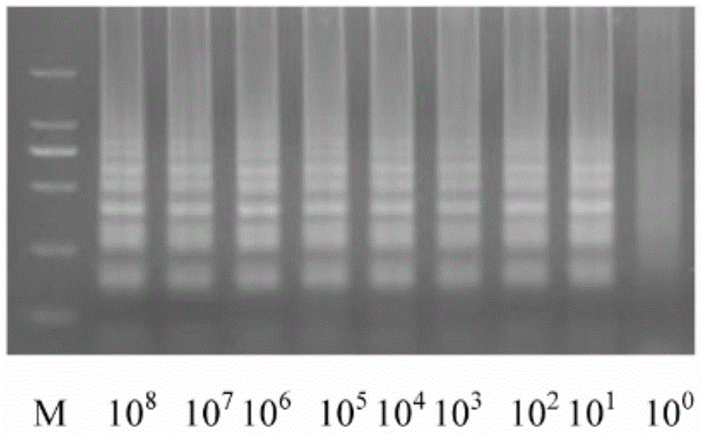 Rapid detection primer for aeromonas salmonicida subsp.salmonicida and application of rapid detection primer