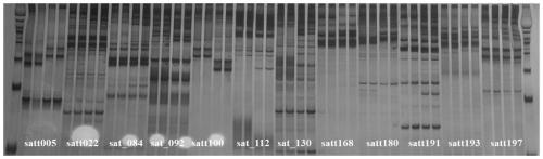 Rapid soybean DNA obtaining method for PCR amplification and PCR amplification method