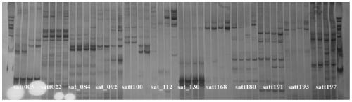 Rapid soybean DNA obtaining method for PCR amplification and PCR amplification method