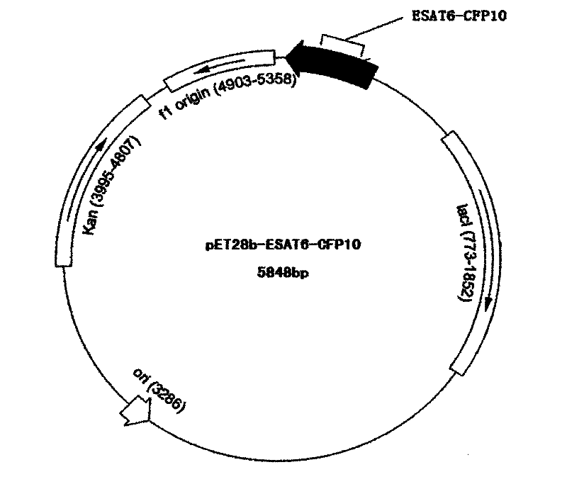 Whole blood INF-gamma specific antigen protein and preparation method and application thereof