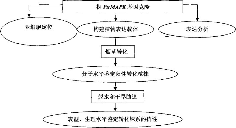 Cloning of poncirustrifoliata mitogen-activated protein kinase (PtrMAPK) and application of PtrMAPK to improvement of drought resistance of plant
