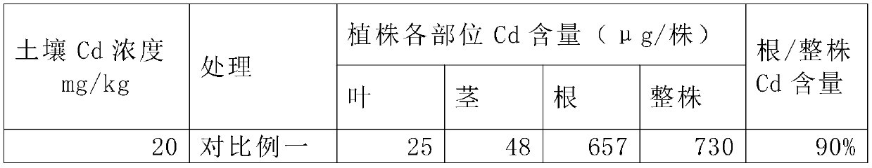 Method for remediating cadmium-polluted soil through combination of arbuscular mycorrhizal fungi and afforesting nursery stocks