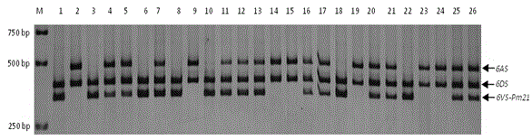 Haynaldia villosa's 6VS chromosome specific molecular marker 6VS-BH1 and application thereof