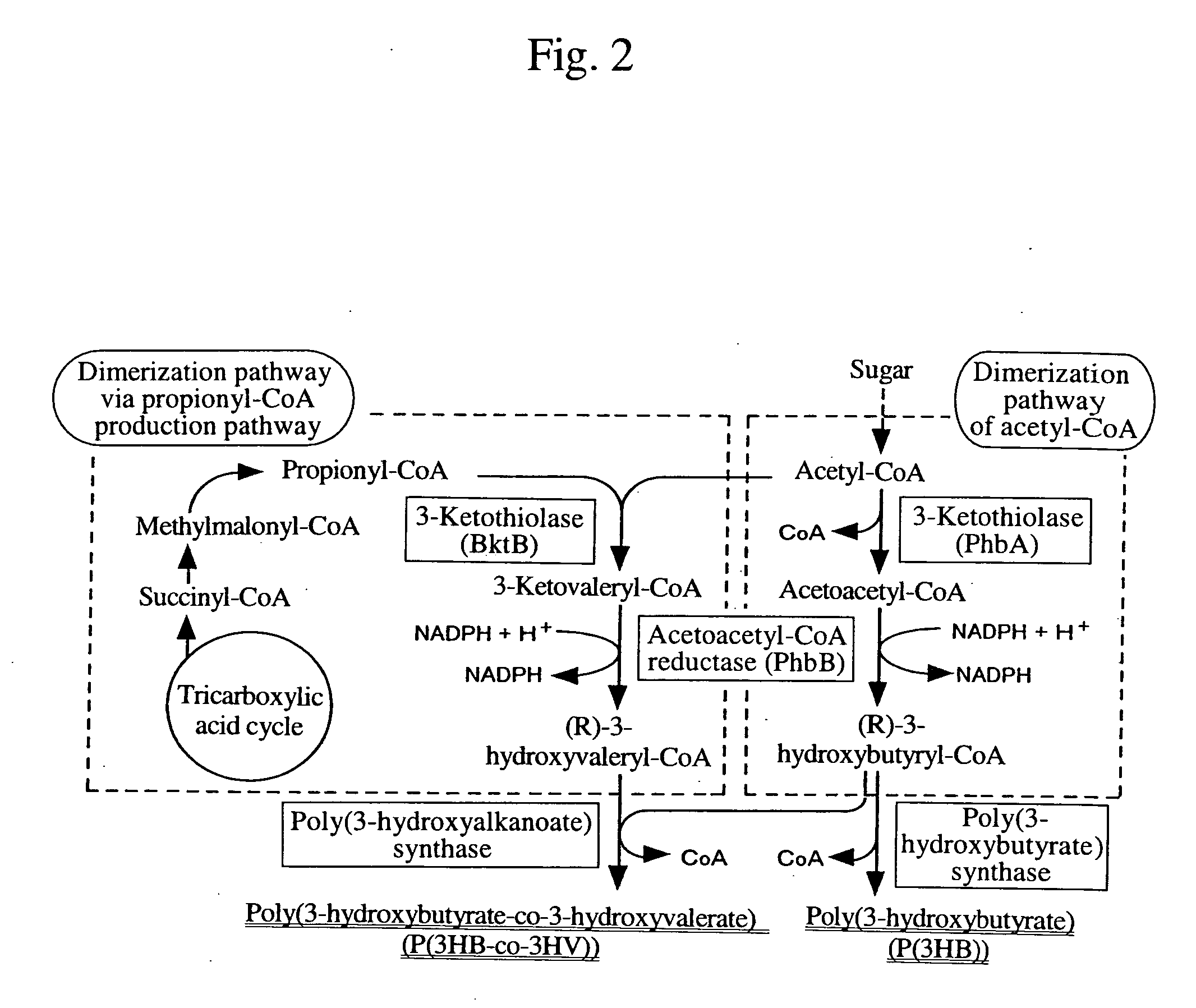 Process for producing biodegradable polyester