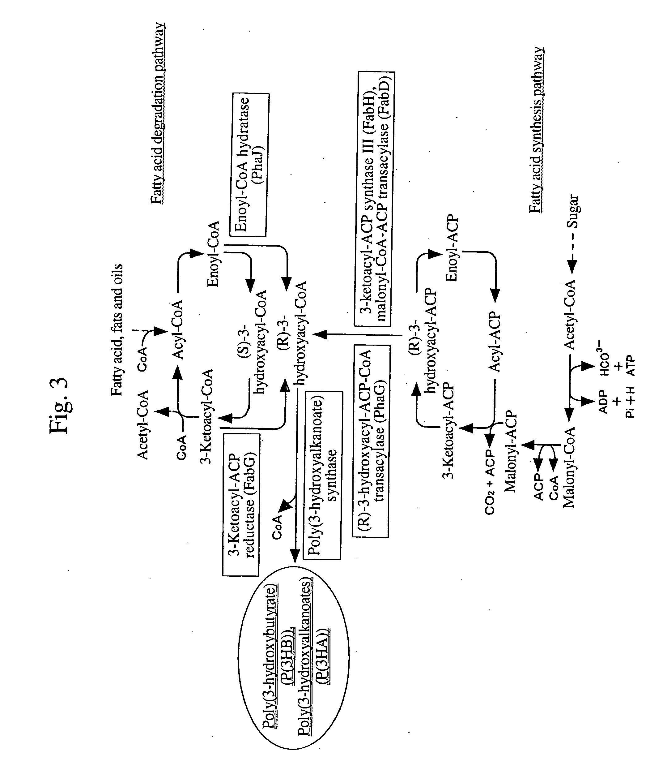 Process for producing biodegradable polyester