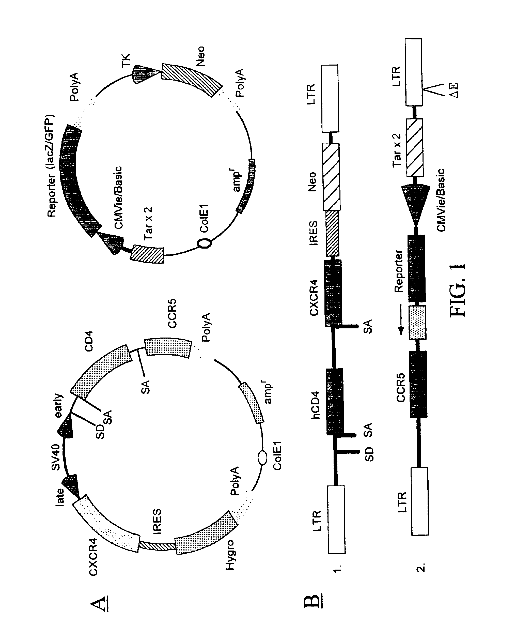 Compositions and methods for detecting human immunodeficiency virus