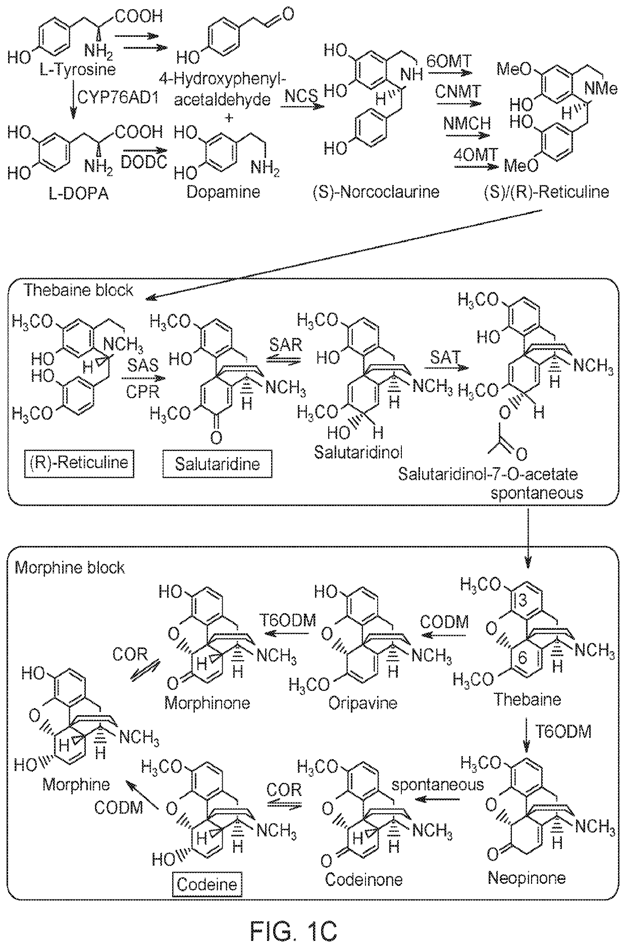 Microorganisms and Methods in the Fermentation of Benzylisoquinoline Alkaloids