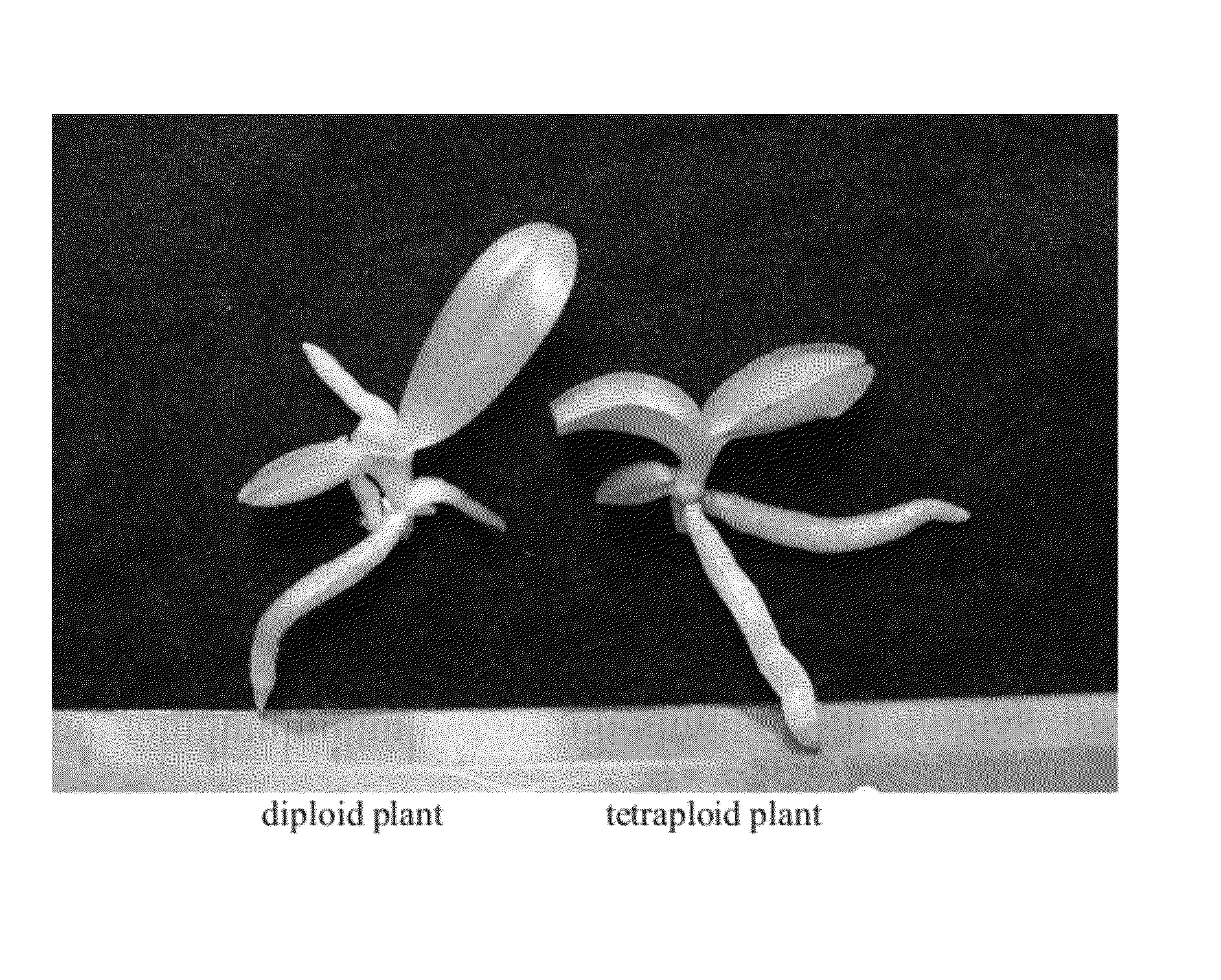 Method for producing polyploid plants of orchids