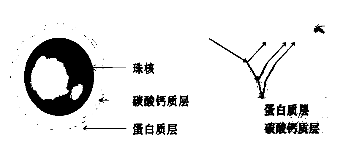 PC/PMMA fused deposition molding material with pearlescent effect and preparation method of PC/PMMA fused deposition molding material