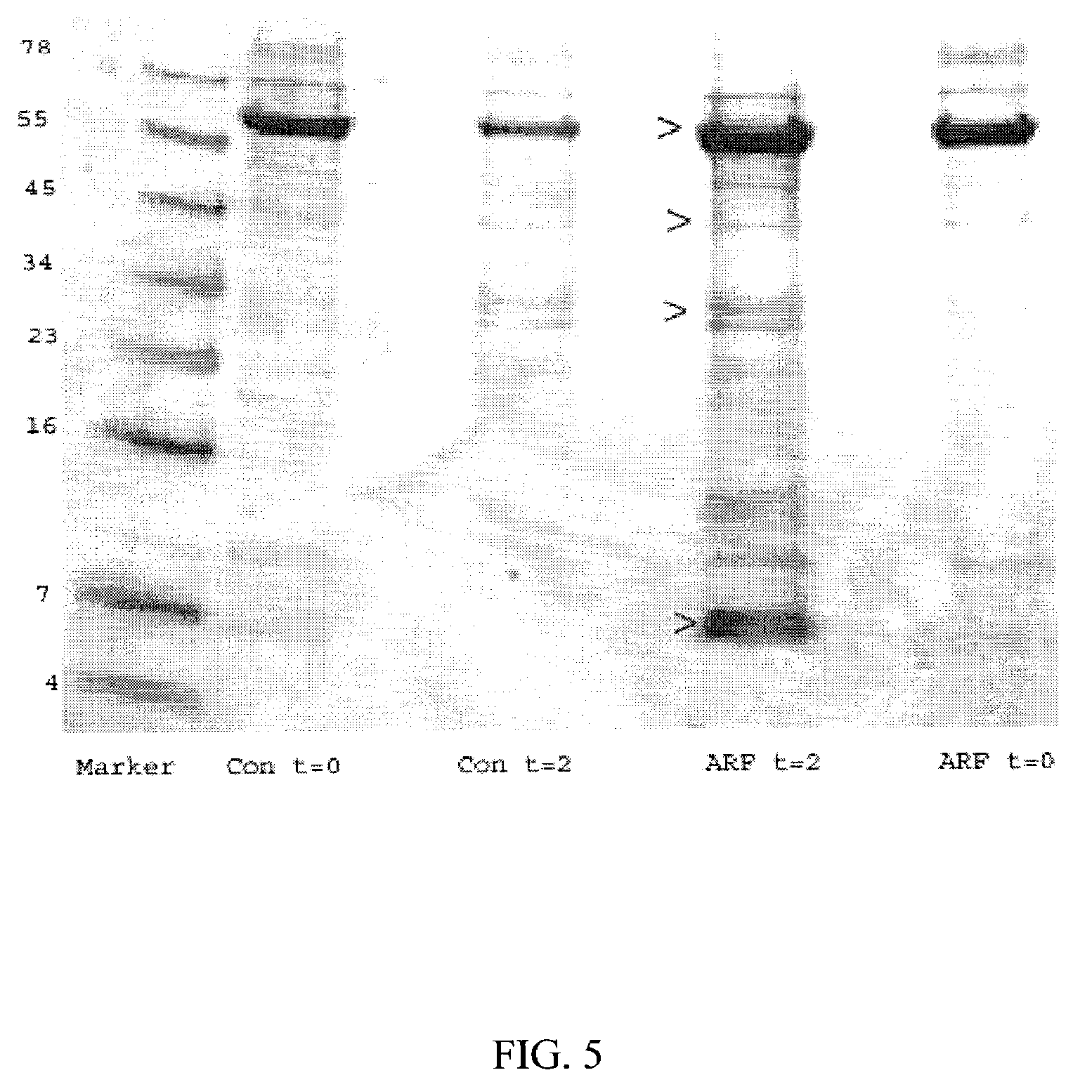 Method and kit for the early detection of impaired renal status