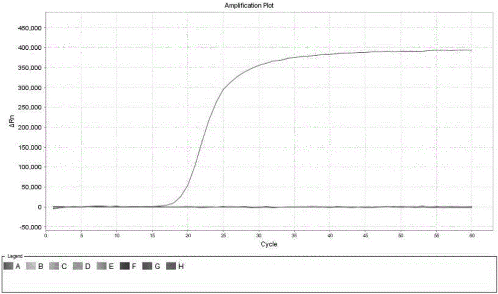 Fluorescent LAMP primer for detecting infectious hematopoietic necrosis virus of fish