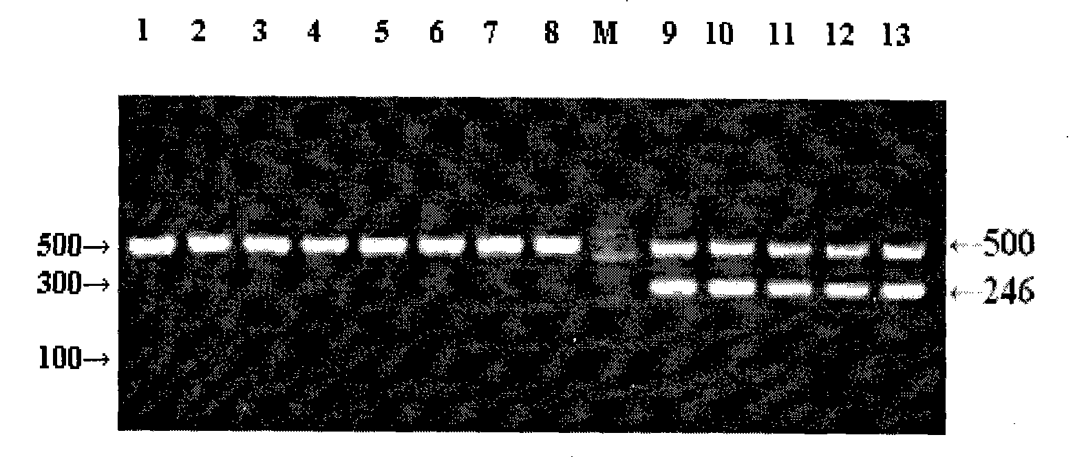 Method for appraising gender of chicken blastoderm by using multiple PCR