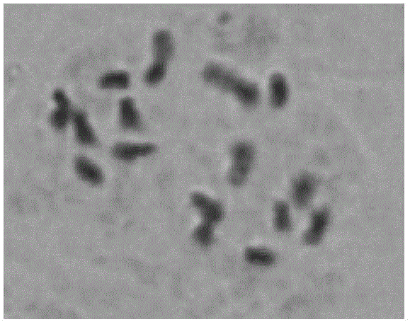 Annual slide preparation method of plum blossom chromosome