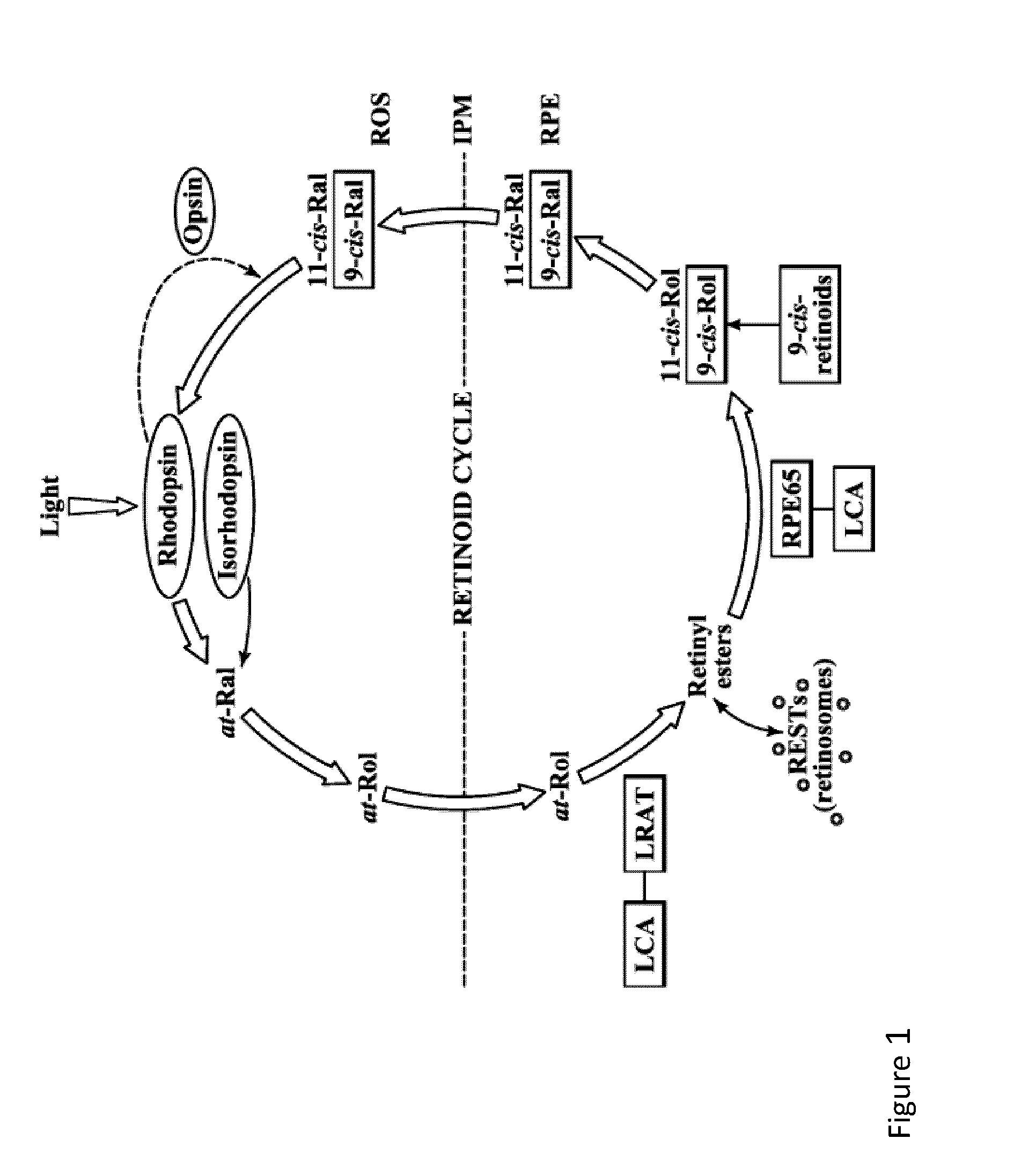 Therapeutic regimens and methods for improving visual function in visual disorders associated with an endogenous retinoid deficiency