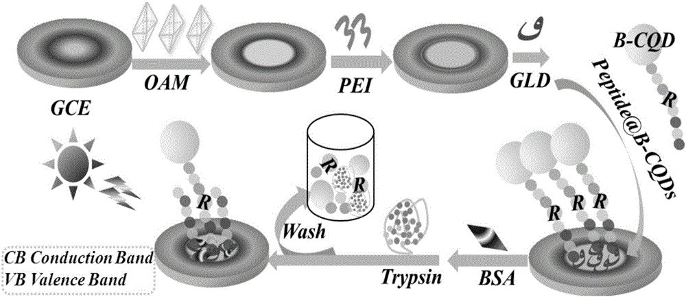 TiO2 mesoscopic crystal based trypsin photoelectrochemical detection method