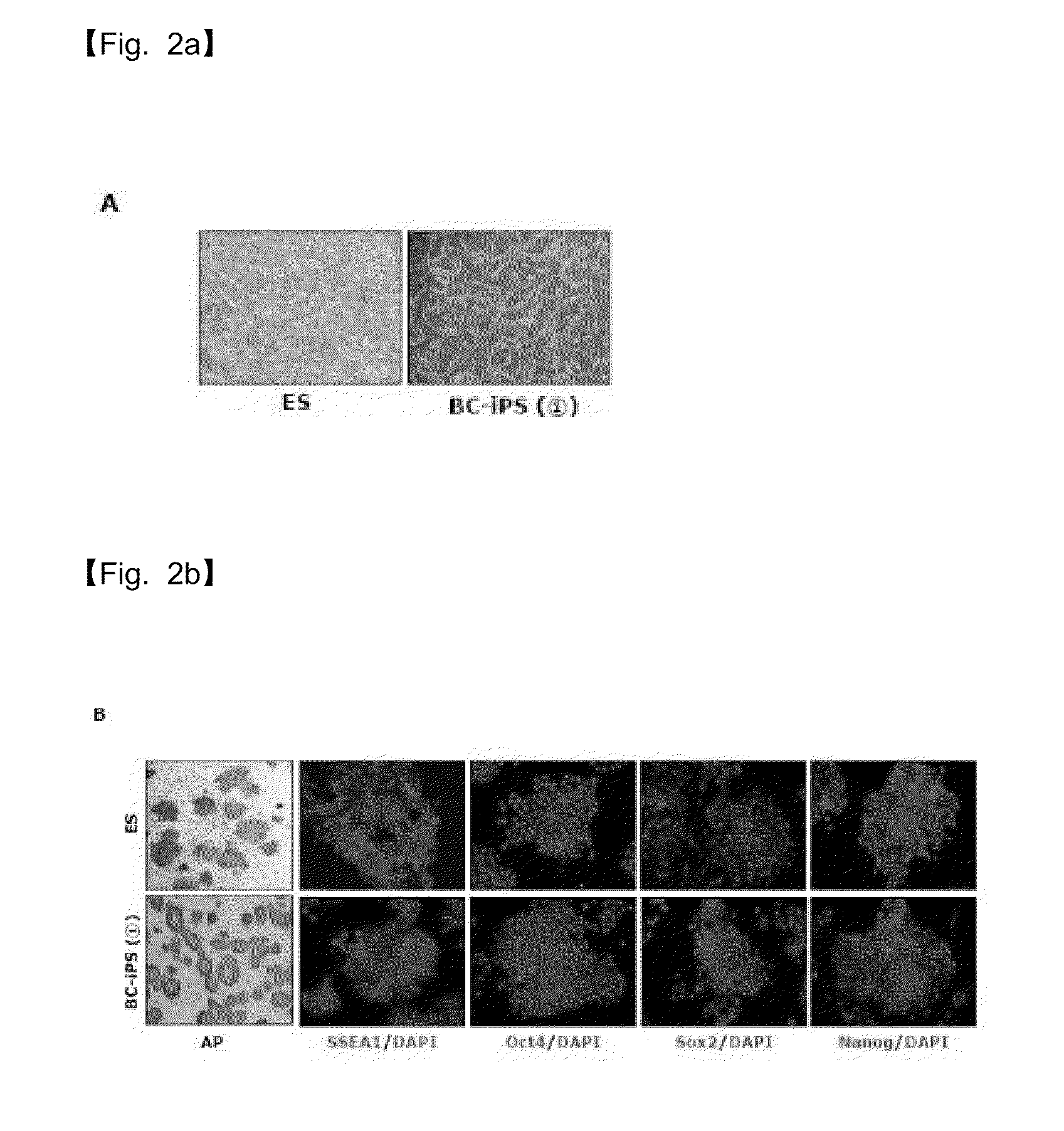 COMPOSITION FOR REPROGRAMMING SOMATIC CELLS TO GENERATE INDUCED PLURIPOTENT STEM CELLS, COMPRISING Bmi1 AND LOW MOLECULAR WEIGHT SUBSTANCE, AND METHOD FOR GENERATING INDUCED PLURIPOTENT STEM CELLS USING THE SAME
